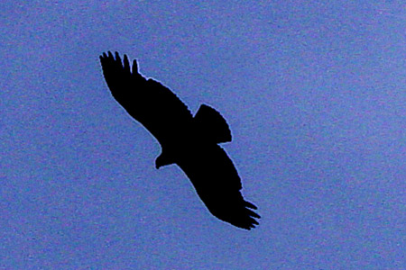 DSC02390a