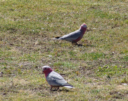 DSC06776a